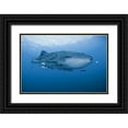 thumbnail image 1 of Shimlock, Jones 14x11 Black Ornate Wood Framed with Double Matting Museum Art Print Titled - Indonesia, Papua Whale shark and remoras, 1 of 4