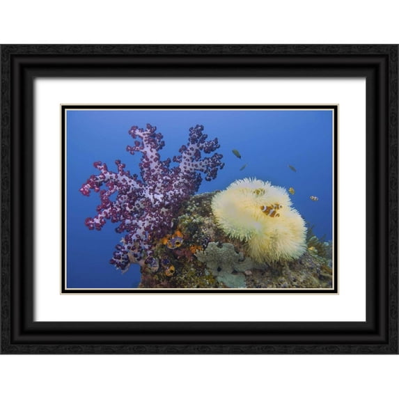 Shimlock, Jones 14x11 Black Ornate Wood Framed with Double Matting Museum Art Print Titled - Indonesia, Raja Ampat Underwater fish and coral