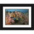 thumbnail image 1 of Shimlock, Jones 14x11 Black Ornate Wood Framed with Double Matting Museum Art Print Titled - Indonesia, Raja Ampat Underwater fish and coral, 1 of 4