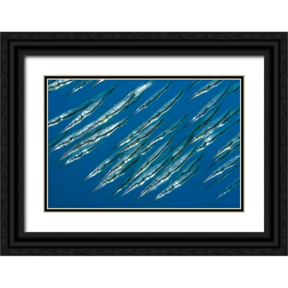 Shimlock, Jones 14x11 Black Ornate Wood Framed with Double Matting Museum Art Print Titled - Indonesia, Sulawesi Isl, Manado Pipefish