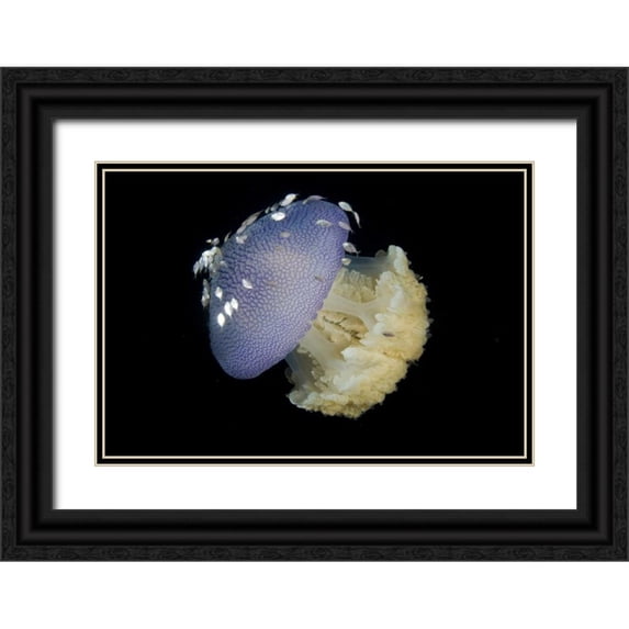 Shimlock, Jones 14x11 Black Ornate Wood Framed with Double Matting Museum Art Print Titled - Jellyfish and juvenile trevally fish, Indonesia