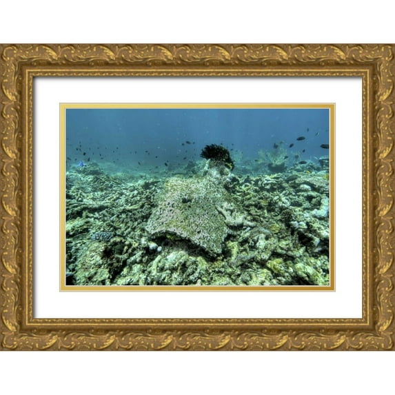 Shimlock, Jones 14x11 Gold Ornate Wood Framed with Double Matting Museum Art Print Titled - Indonesia, Papua, Raja Ampat Damaged reef