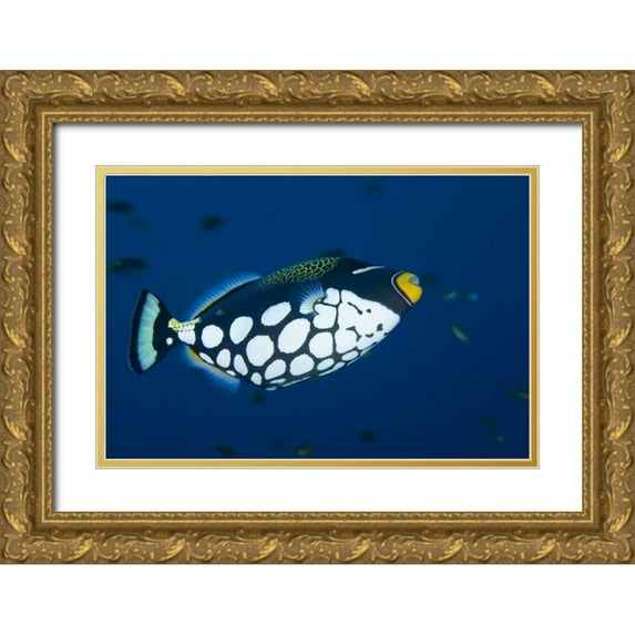 Shimlock, Jones 14x11 Gold Ornate Wood Framed with Double Matting Museum Art Print Titled - Indonesia, Raja Ampat Clown triggerfish