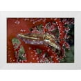 thumbnail image 1 of Shimlock, Jones 14x11 White Modern Wood Framed Museum Art Print Titled - Cuttlefish amid corals, New Guinea Isl, Indonesia, 1 of 4