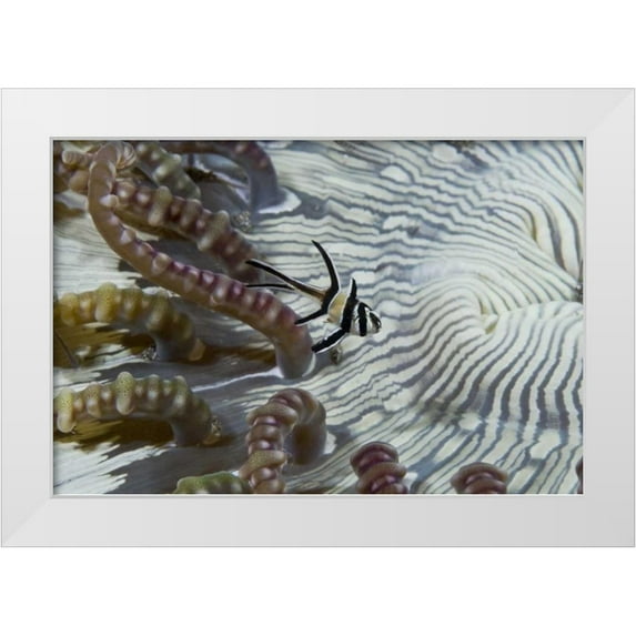 Shimlock, Jones 14x11 White Modern Wood Framed Museum Art Print Titled - Indonesia, A banggi cardinalfish by sea anemone