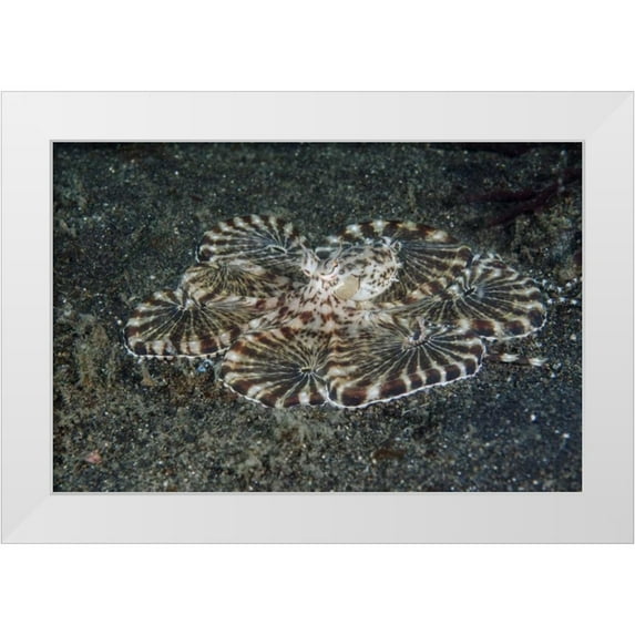Shimlock, Jones 14x11 White Modern Wood Framed Museum Art Print Titled - Indonesia, Lembeh Strait Close-up of octopus