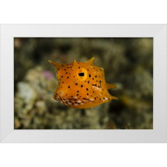 Shimlock, Jones 14x11 White Modern Wood Framed Museum Art Print Titled - Indonesia, Lembeh Strait Of juvenile cowfish