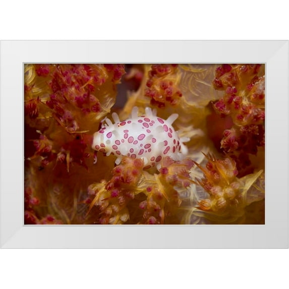 Shimlock, Jones 14x11 White Modern Wood Framed Museum Art Print Titled - Indonesia, New Guinea Island Cowry mollusks