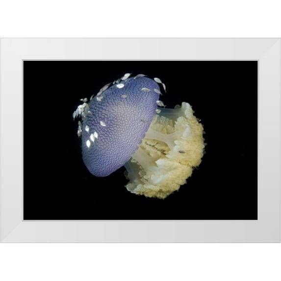 Shimlock, Jones 14x11 White Modern Wood Framed Museum Art Print Titled - Jellyfish and juvenile trevally fish, Indonesia