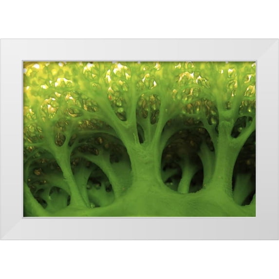 Shimlock, Jones 14x11 White Modern Wood Framed Museum Art Print Titled - Large sea squirt, Buyat, Sulawesi, Indonesia