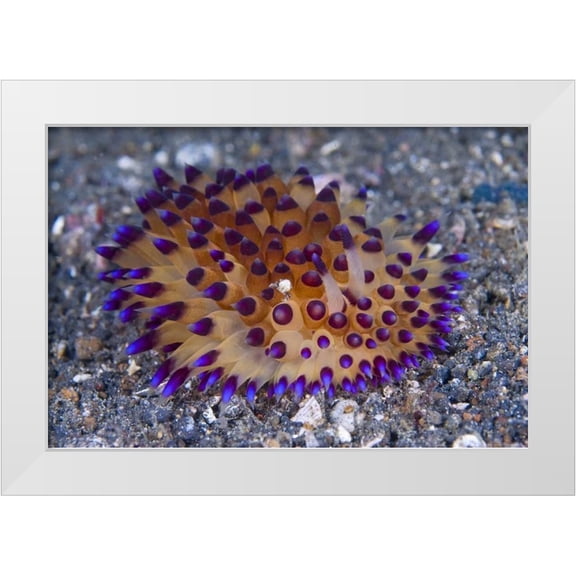 Shimlock, Jones 14x11 White Modern Wood Framed Museum Art Print Titled - Tiny crab on nudibanch, Lembeh Strait, Indonesia