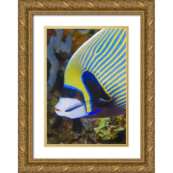 Shimlock, Jones 14x18 Gold Ornate Wood Framed with Double Matting Museum Art Print Titled - Indonesia, Komodo NP Angelfish being cleaned