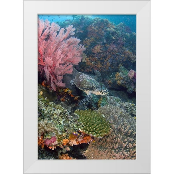Shimlock, Jones 14x18 White Modern Wood Framed Museum Art Print Titled - Hawksbill turtle swimming over reef, Indonesia