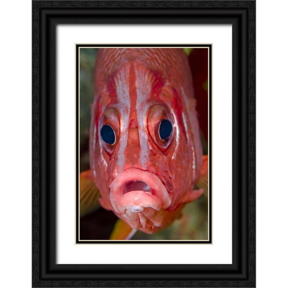 Shimlock, Jones 17x24 Black Ornate Wood Framed with Double Matting Museum Art Print Titled - Colorful squirrelfish, Papua, Indonesia