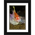 thumbnail image 1 of Shimlock, Jones 17x24 Black Ornate Wood Framed with Double Matting Museum Art Print Titled - Indonesia, Papua, Cenderawasih Bay Hawkfish, 1 of 4