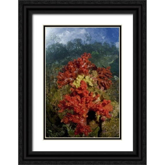Shimlock, Jones 17x24 Black Ornate Wood Framed with Double Matting Museum Art Print Titled - Indonesia, Papua, Fak Fak, Triton Bay Coral reef