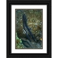 thumbnail image 1 of Shimlock, Jones 17x24 Black Ornate Wood Framed with Double Matting Museum Art Print Titled - Indonesia Sulawesi Isl, Zebra batfish amid coral, 1 of 4