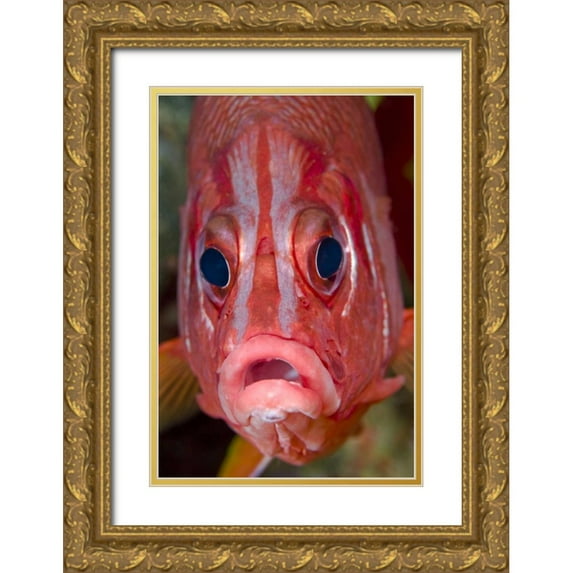 Shimlock, Jones 17x24 Gold Ornate Wood Framed with Double Matting Museum Art Print Titled - Colorful squirrelfish, Papua, Indonesia