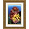 thumbnail image 1 of Shimlock, Jones 17x24 Gold Ornate Wood Framed with Double Matting Museum Art Print Titled - Corals on reef, Irian Jaya, West Papua, Indonesia, 1 of 4