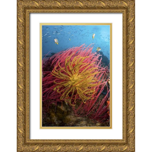Shimlock, Jones 17x24 Gold Ornate Wood Framed with Double Matting Museum Art Print Titled - Indonesia, Pisang Islands Feather star crinoids