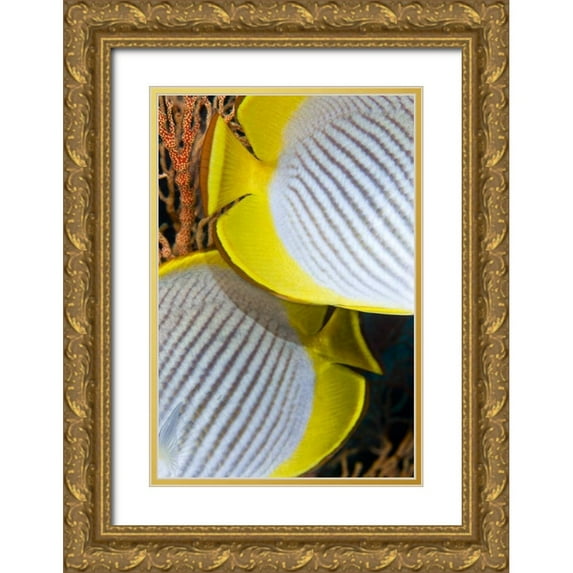 Shimlock, Jones 17x24 Gold Ornate Wood Framed with Double Matting Museum Art Print Titled - Indonesia The back halves of two butterflyfish