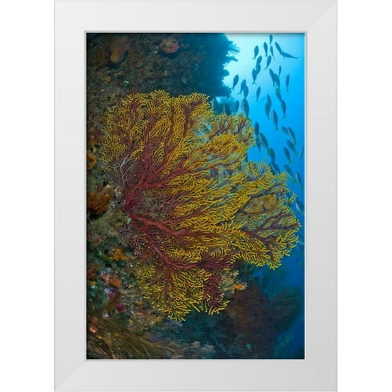 Shimlock, Jones 17x24 White Modern Wood Framed Museum Art Print Titled - Sea fan or gorgonian coral, Raja Ampat, Indonesia