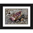 thumbnail image 1 of Shimlock, Jones 18x13 Black Ornate Wood Framed with Double Matting Museum Art Print Titled - Indonesia, A Pfeffers flamboyant cuttlefish, 1 of 4