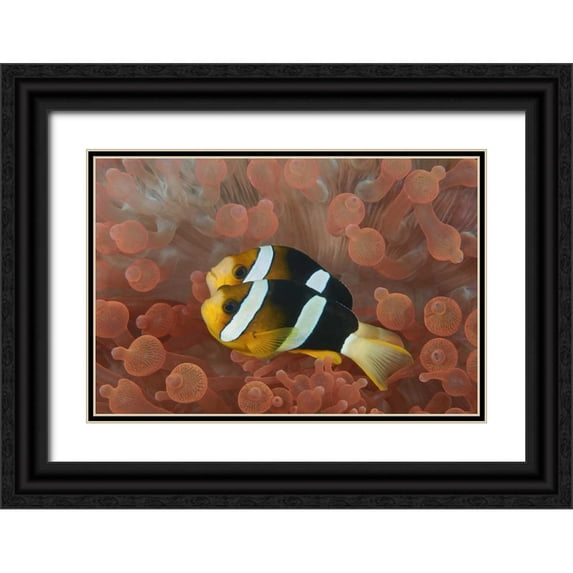 Shimlock, Jones 18x13 Black Ornate Wood Framed with Double Matting Museum Art Print Titled - Indonesia, Papua Anemonefish in an anemone