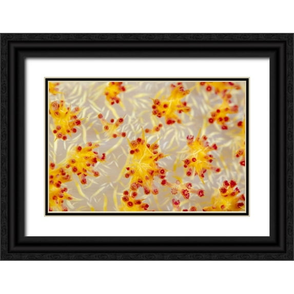 Shimlock, Jones 18x13 Black Ornate Wood Framed with Double Matting Museum Art Print Titled - Indonesia, Papua, Cenderawasih Bay soft coral