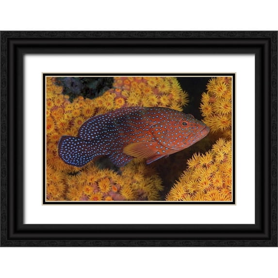 Shimlock, Jones 18x13 Black Ornate Wood Framed with Double Matting Museum Art Print Titled - Indonesia, Papua Coral trout fish and coral