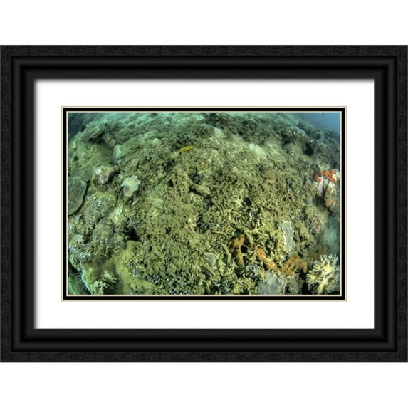 Shimlock, Jones 18x13 Black Ornate Wood Framed with Double Matting Museum Art Print Titled - Indonesia, Papua, Raja Ampat Damaged reef