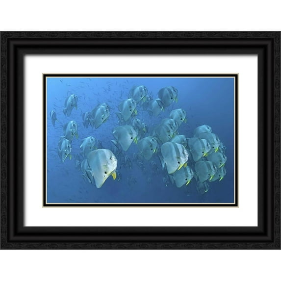 Shimlock, Jones 18x13 Black Ornate Wood Framed with Double Matting Museum Art Print Titled - Indonesia, Papua, Raja Ampat Schooling batfish