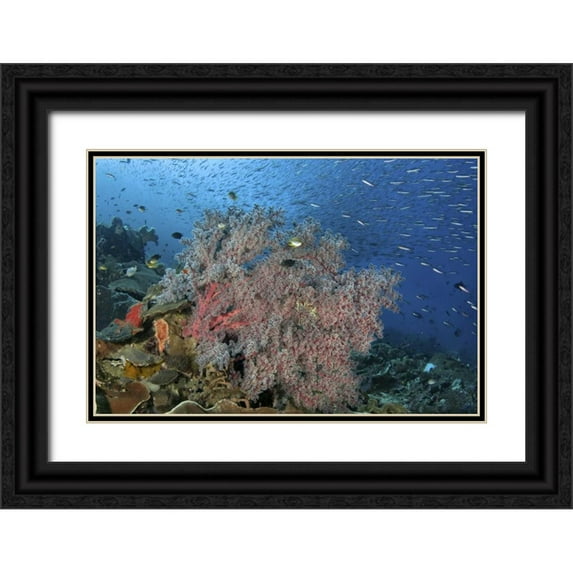 Shimlock, Jones 18x13 Black Ornate Wood Framed with Double Matting Museum Art Print Titled - Indonesia, Raja Ampat Underwater fish and coral
