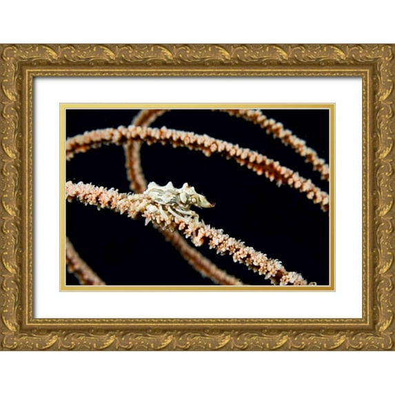 Shimlock, Jones 18x13 Gold Ornate Wood Framed with Double Matting Museum Art Print Titled - Indonesia, Komodo NP Wire coral crab on coral
