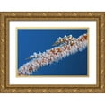 thumbnail image 1 of Shimlock, Jones 18x13 Gold Ornate Wood Framed with Double Matting Museum Art Print Titled - Indonesia, Komodo NP Wire coral crabs on coral, 1 of 4