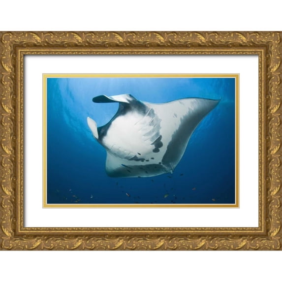 Shimlock, Jones 18x13 Gold Ornate Wood Framed with Double Matting Museum Art Print Titled - Manta rays underside, Irian Jaya, Indonesia