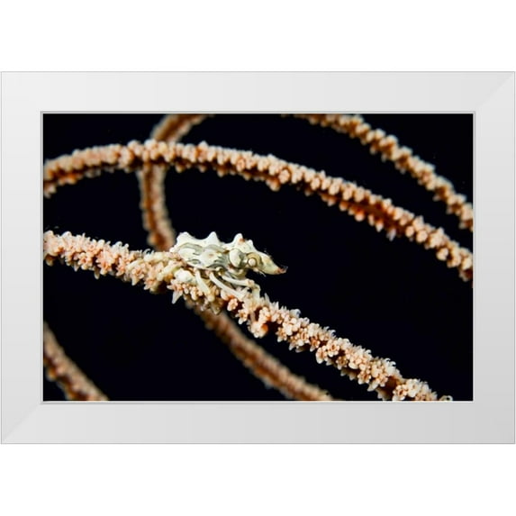 Shimlock, Jones 18x13 White Modern Wood Framed Museum Art Print Titled - Indonesia, Komodo NP Wire coral crab on coral