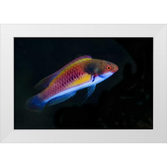 Shimlock, Jones 18x13 White Modern Wood Framed Museum Art Print Titled - Indonesia, Papua, Cenderawasih Bay Wrasse fish