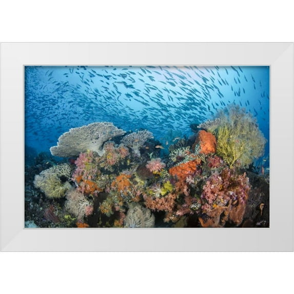 Shimlock, Jones 18x13 White Modern Wood Framed Museum Art Print Titled - Indonesia, Papua, Raja Ampat Fish around coral