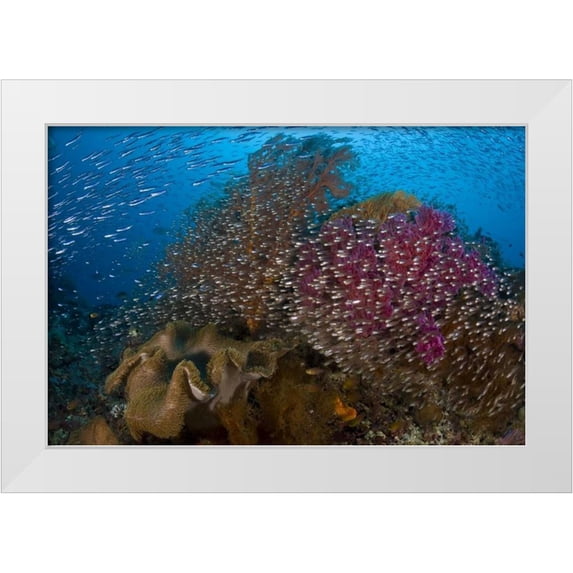 Shimlock, Jones 18x13 White Modern Wood Framed Museum Art Print Titled - Indonesia Silvery glassfish swim past coral