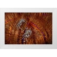 thumbnail image 1 of Shimlock, Jones 18x13 White Modern Wood Framed Museum Art Print Titled - Indonesia Zebra crabs on sea urchins, 1 of 4