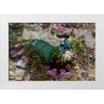 thumbnail image 1 of Shimlock, Jones 18x13 White Modern Wood Framed Museum Art Print Titled - Mantis shrimp, New Guinea Island, Indonesia, 1 of 4