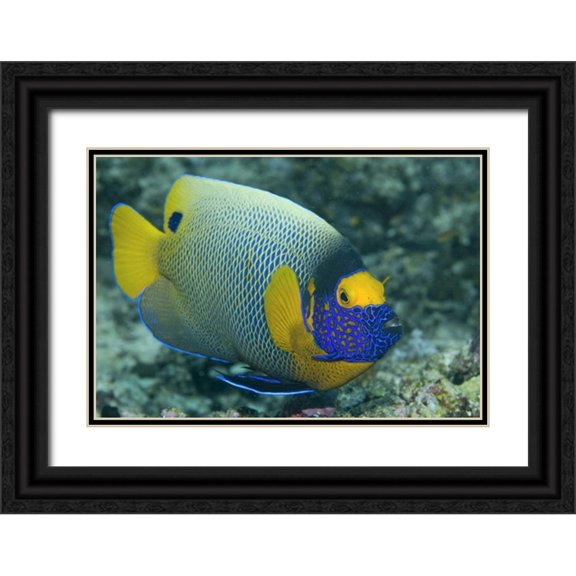 Shimlock, Jones 18x14 Black Ornate Wood Framed with Double Matting Museum Art Print Titled - Colorful Emperor Angelfish, Raja Ampat, Indonesia