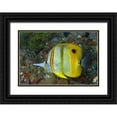 thumbnail image 1 of Shimlock, Jones 18x14 Black Ornate Wood Framed with Double Matting Museum Art Print Titled - Indonesia, Raja Ampat Side view Butterflyfish, 1 of 4