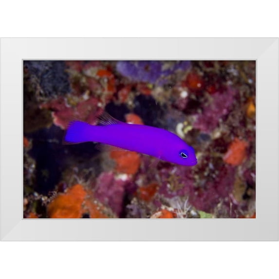 Shimlock, Jones 18x14 White Modern Wood Framed Museum Art Print Titled - Indonesia, Raja Ampat A magenta dottyback fish