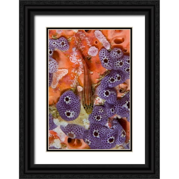 Shimlock, Jones 18x24 Black Ornate Wood Framed with Double Matting Museum Art Print Titled - Triplefin fish swimming by sea squirt, Indonesia