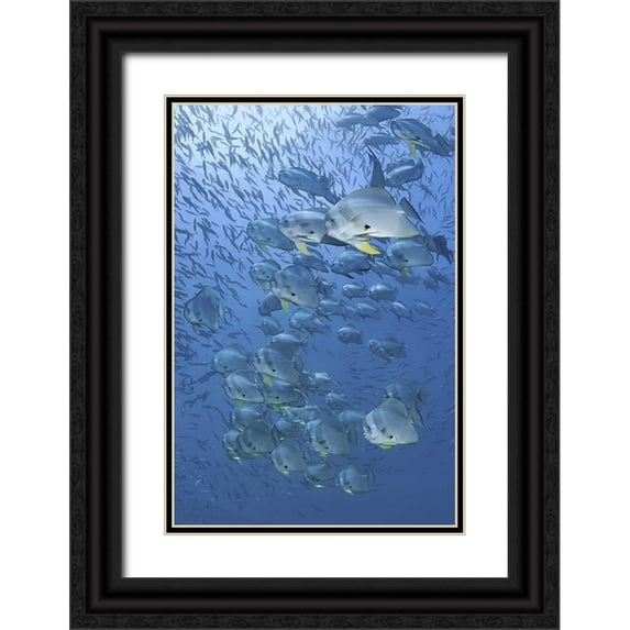 Shimlock, Jones 23x32 Black Ornate Wood Framed with Double Matting Museum Art Print Titled - Indonesia, Papua, Raja Ampat Schooling batfish