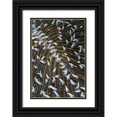thumbnail image 1 of Shimlock, Jones 23x32 Black Ornate Wood Framed with Double Matting Museum Art Print Titled - Indonesia, Raja Ampat Close-up of mushroom coral, 1 of 4