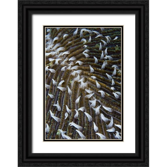 Shimlock, Jones 23x32 Black Ornate Wood Framed with Double Matting Museum Art Print Titled - Indonesia, Raja Ampat Close-up of mushroom coral