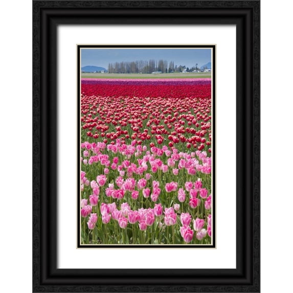 Shimlock, Jones 23x32 Black Ornate Wood Framed with Double Matting Museum Art Print Titled - USA, Washington Field of multicolored tulips